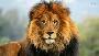 Lions